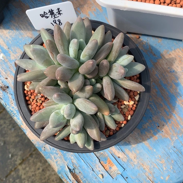 企鹅潜力股多肉发货