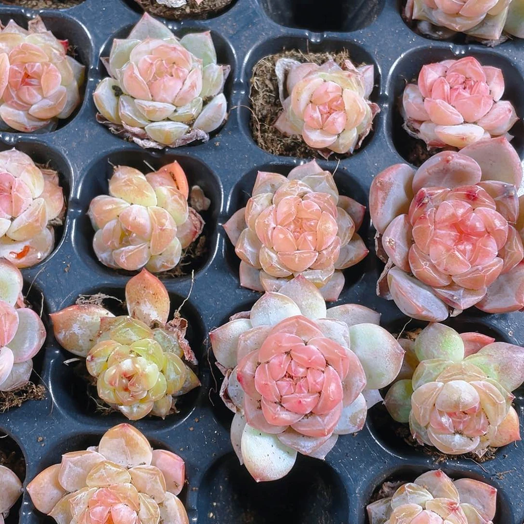 糖心5号穴一个满25包邮