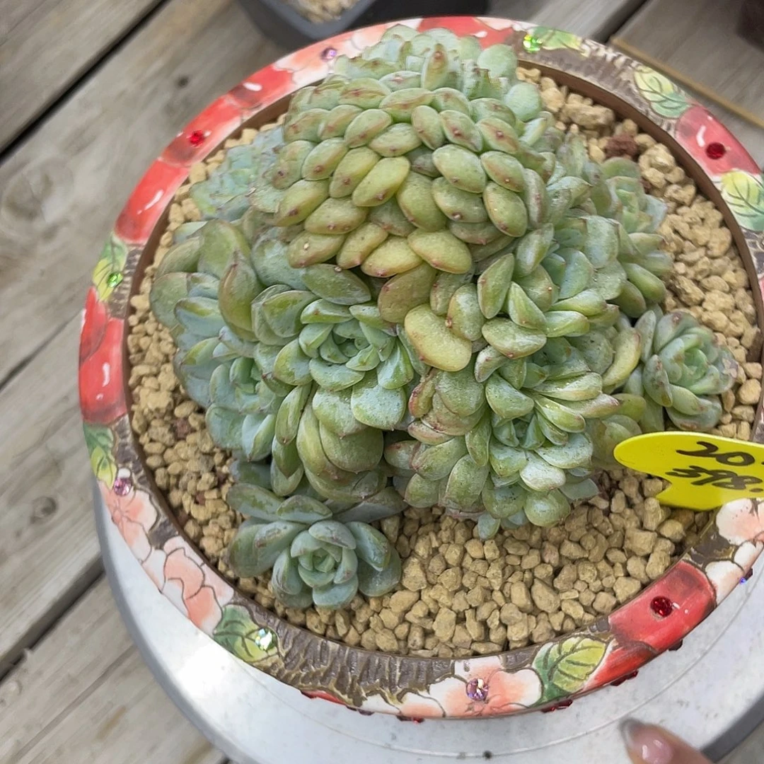 实生冰魄朵朵缀， 20头