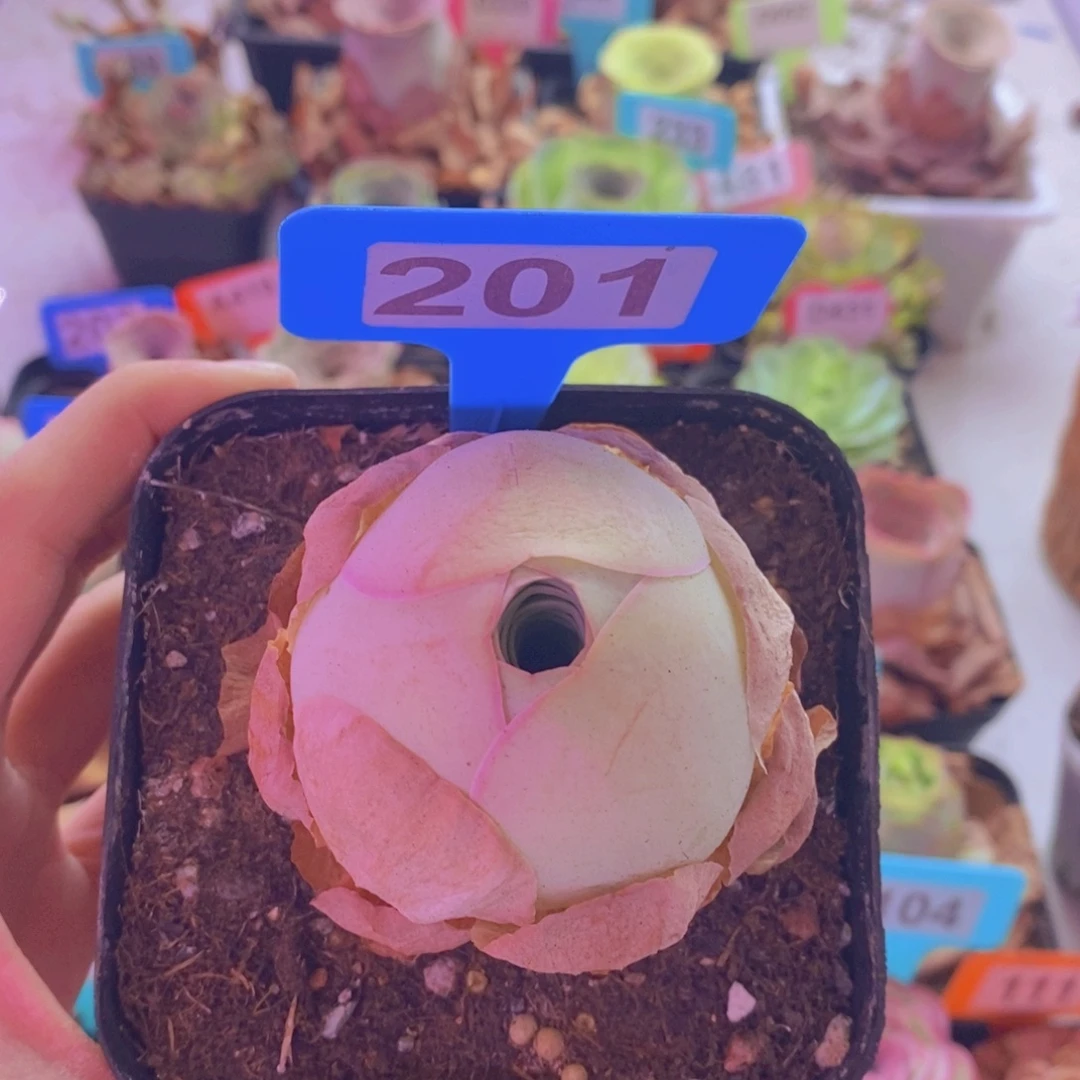 山地玫瑰一物一拍盛夏201