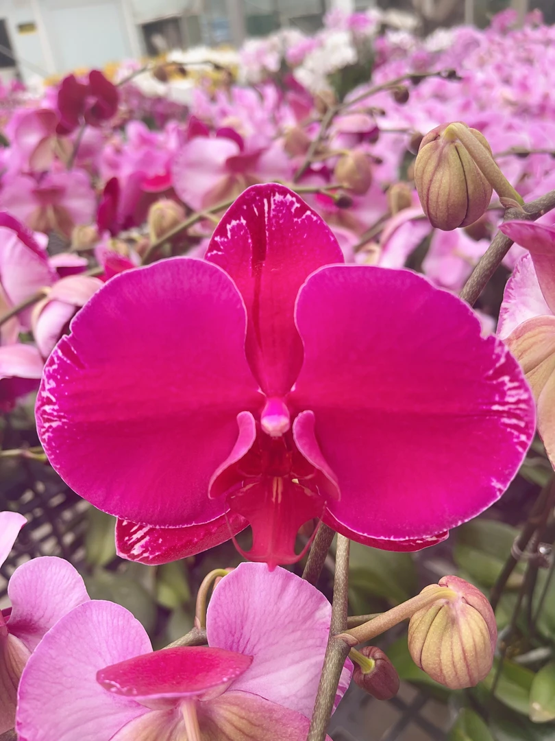 05【晴天】大花型.精品蝴蝶兰.室内花卉（花苞多）