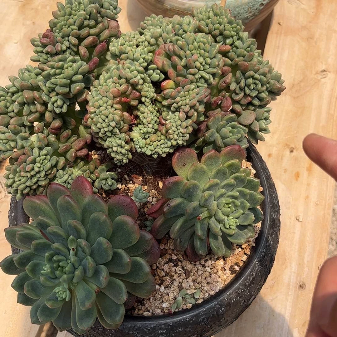 寄养链接的，我们这里