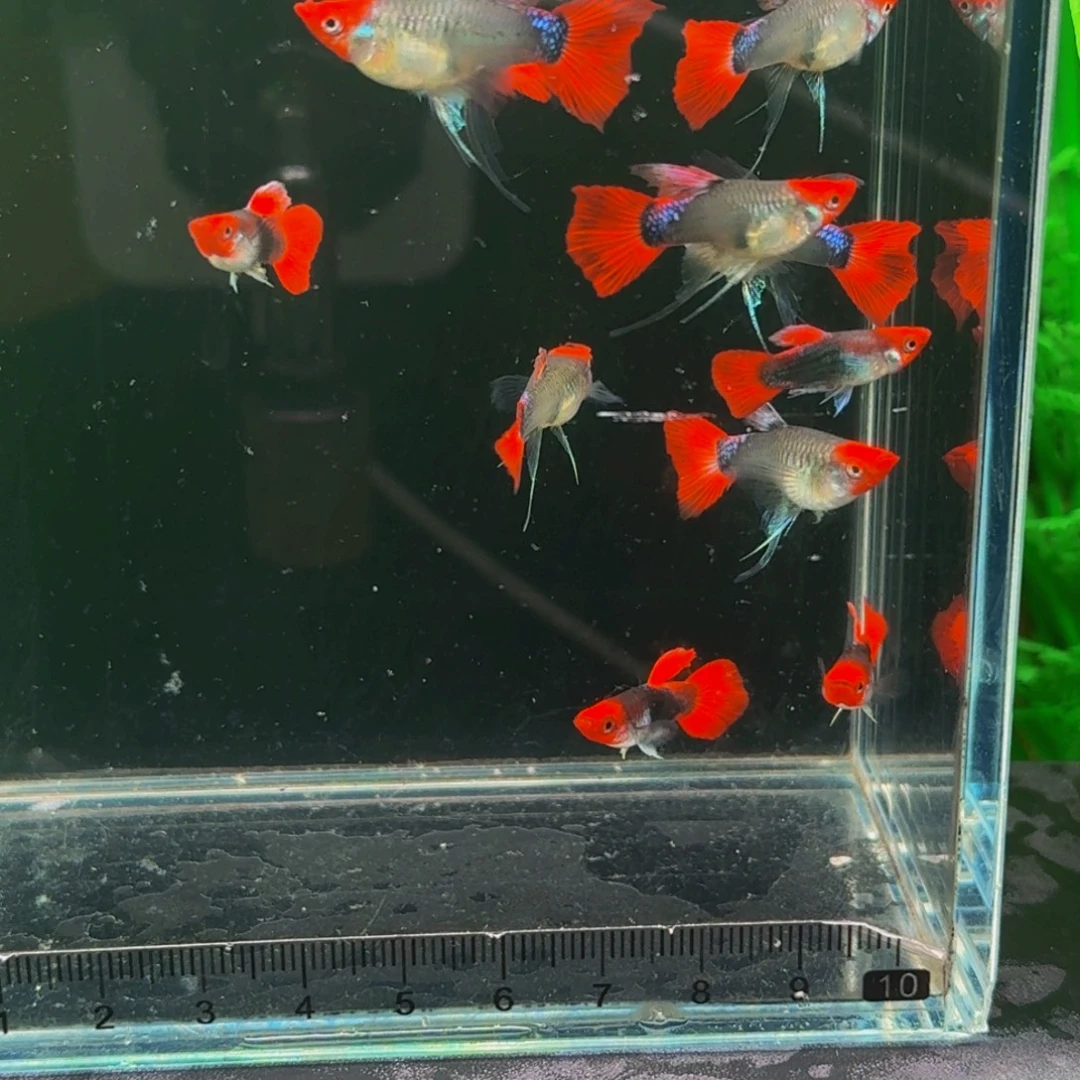 孔雀鱼深海蓝贵族缎带大c飞船耳1对