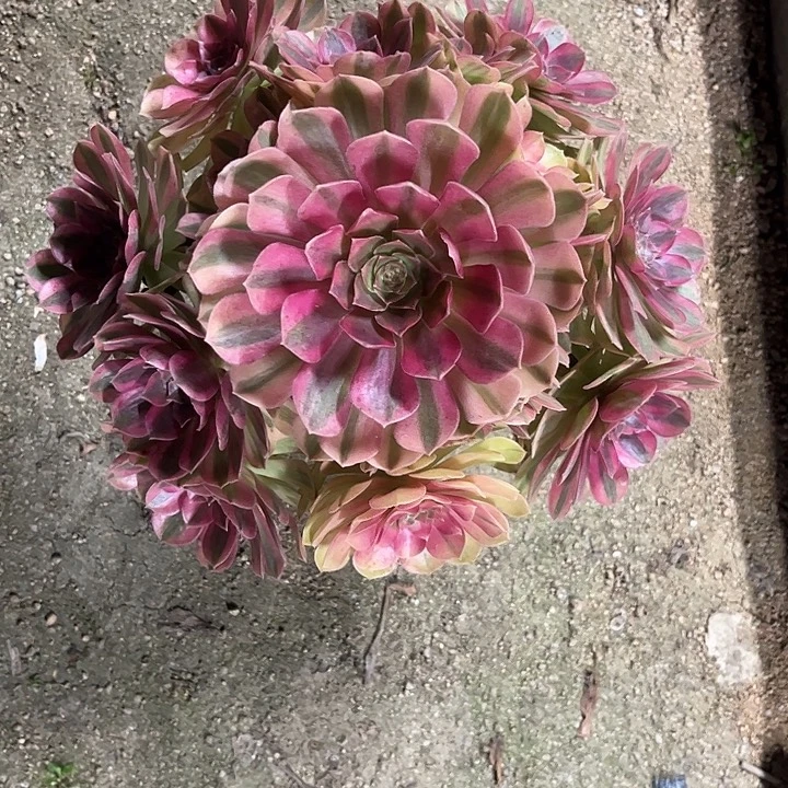 多肉植物中雨荷锦…………