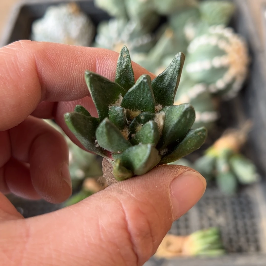 无花朵666实生龙角mmmmm