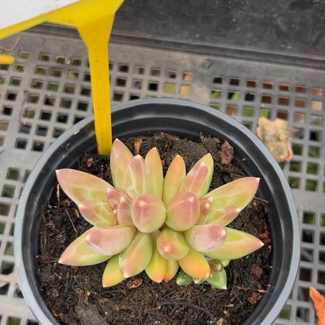 凤羽一物一拍201.