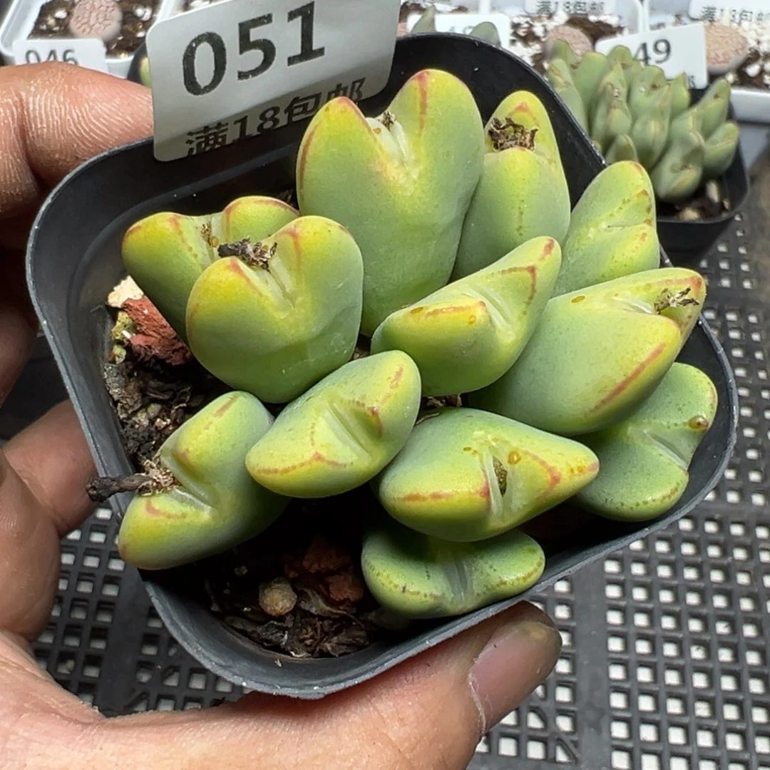 【闪购商品】 051。