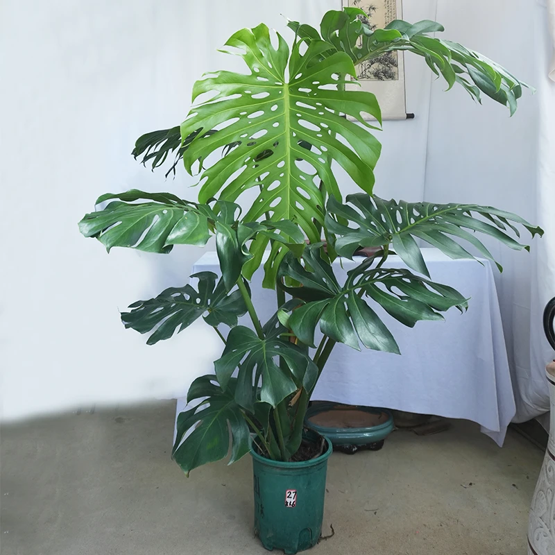 龟背竹绿植室内好养网红植物盆栽一物一拍