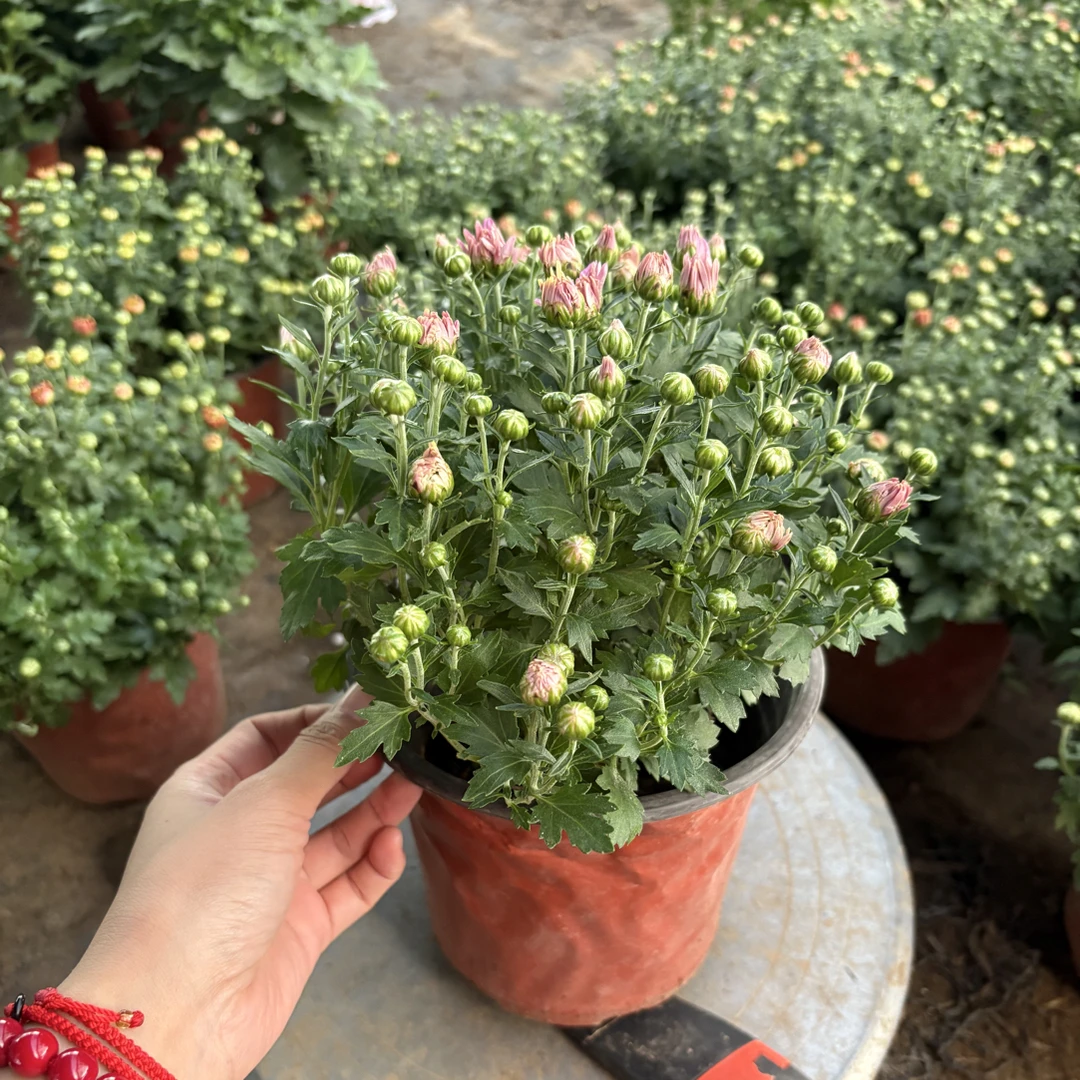 千头菊盆栽耐热好养带花苞室内阳台庭院四季开花花卉植物