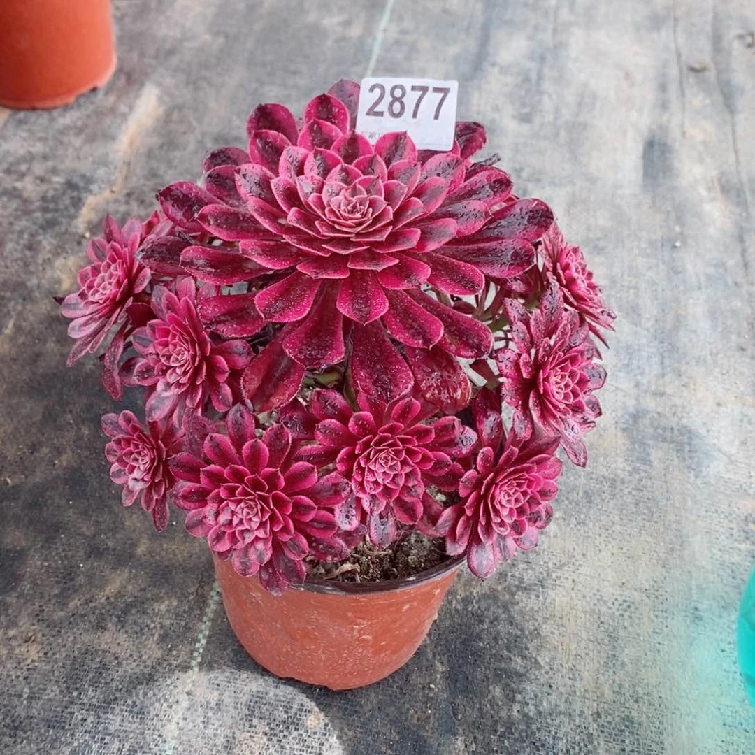 黑同白2877多肉11111