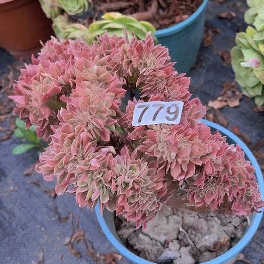 小***喜多肉植物一个有伤