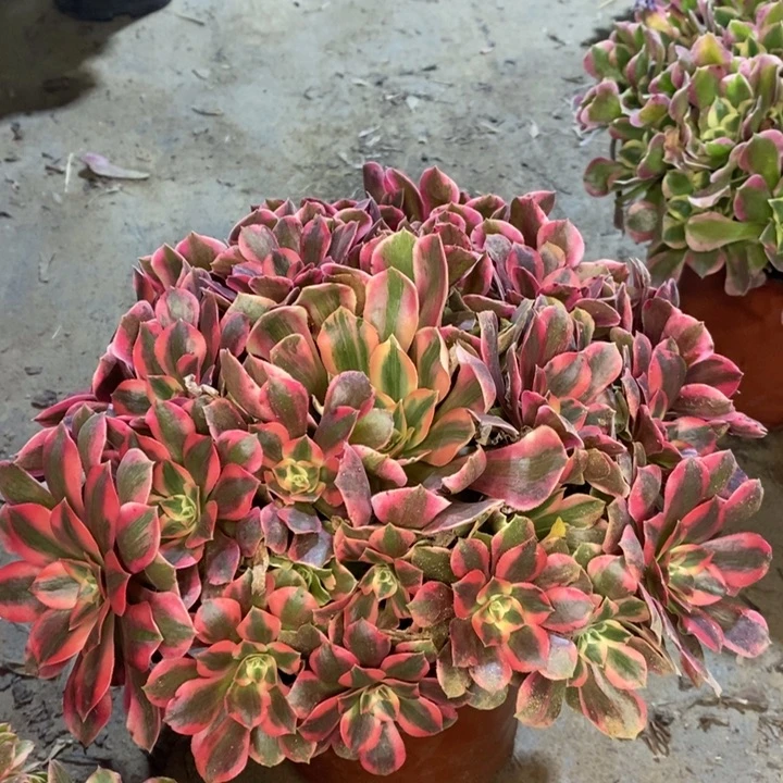 女妖多肉植物10。