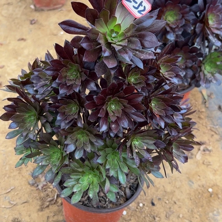 黑法师多肉植物2-52