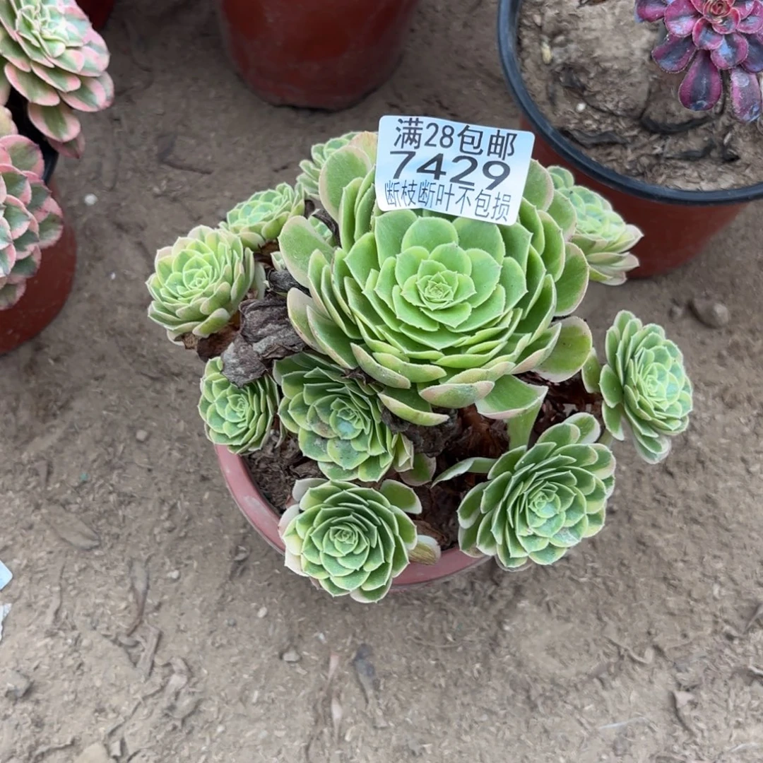 M. 7429万奶白多肉，bad