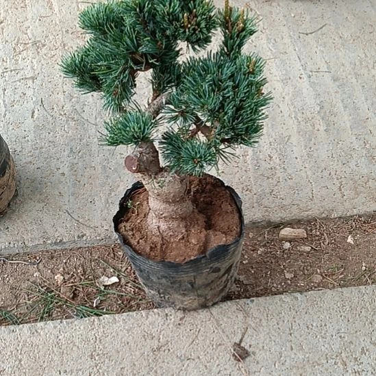 矮霸老桩盆景实物