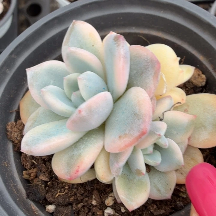橙梦露锦腹轮锦底座群
