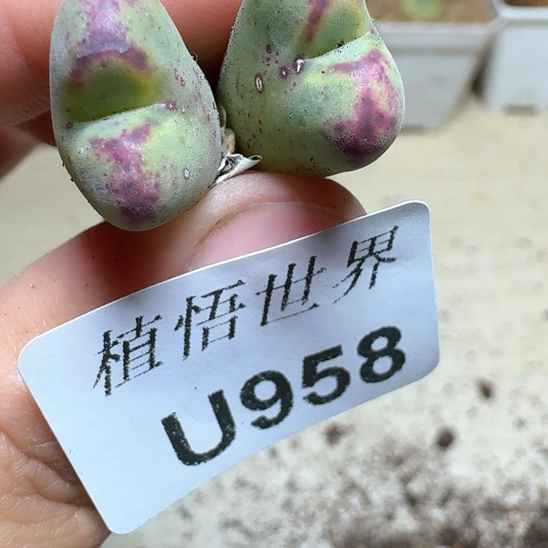 958号多肉植物哇f f