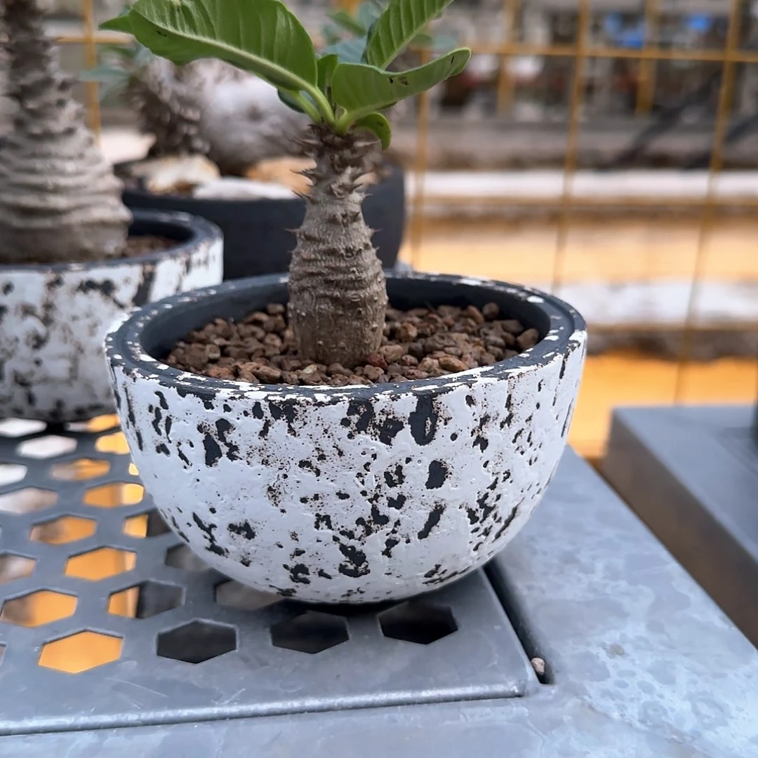 .*宝温莎瓶干 一物一拍 不含盆