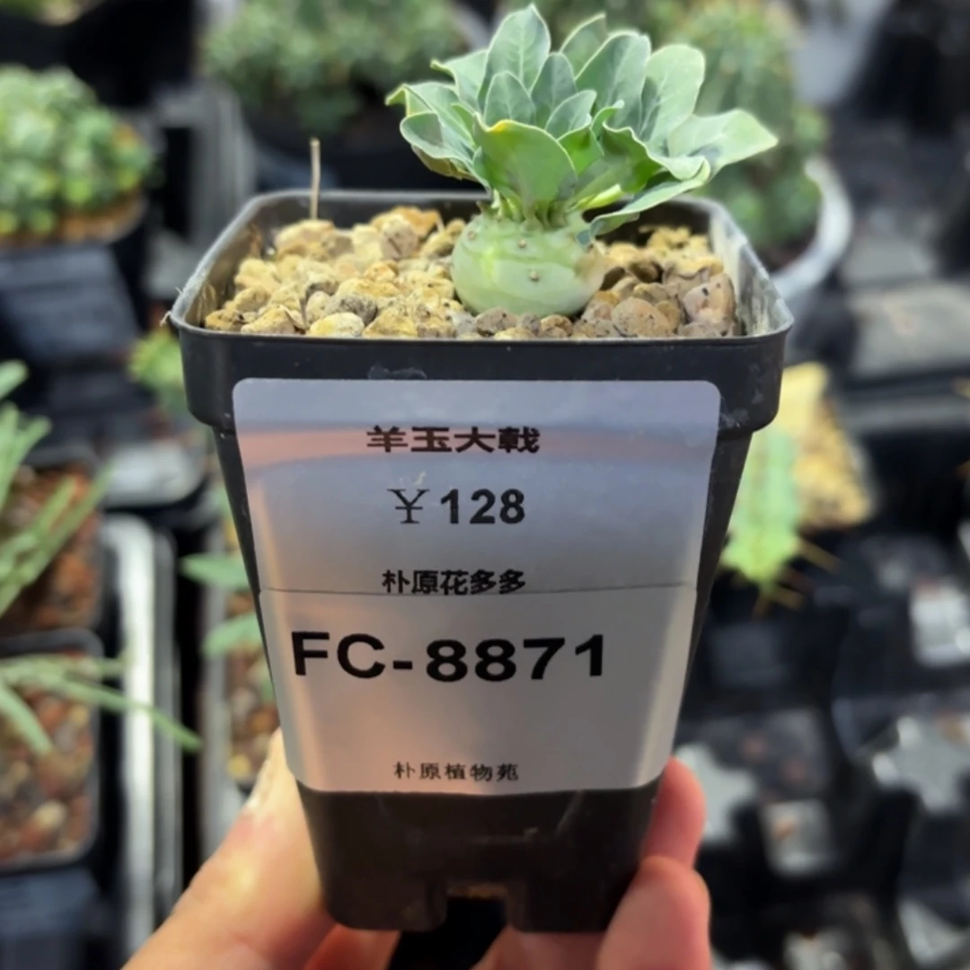 羊玉大戟FC-8871.