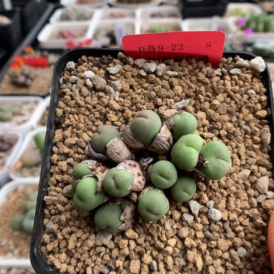 9-22-8 小v嘴一群