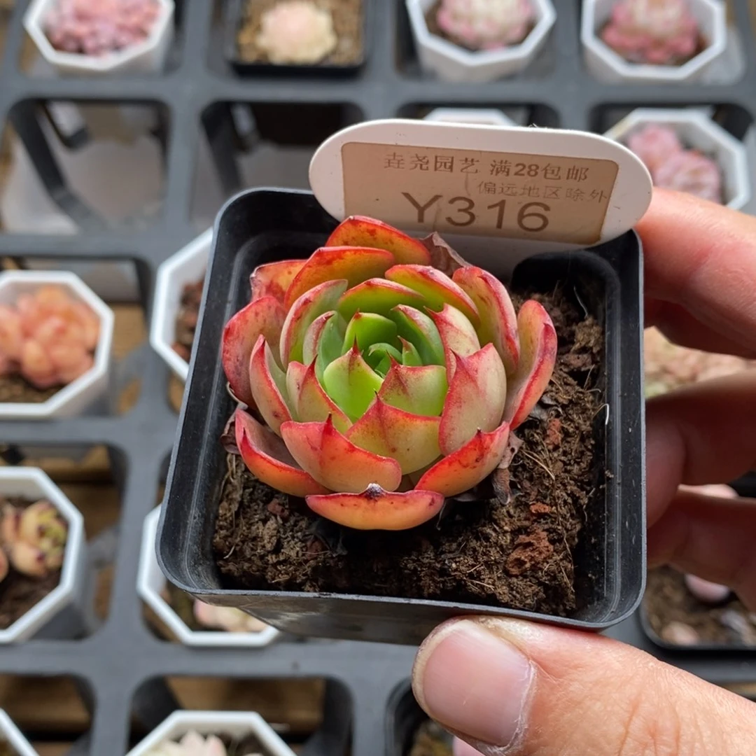 0316 央金单 4.5cm