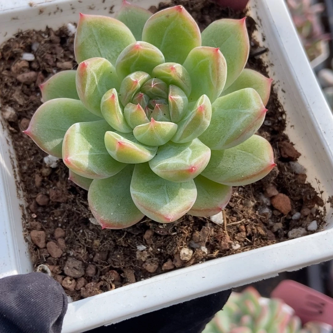 7021雪花珍妮多肉植物