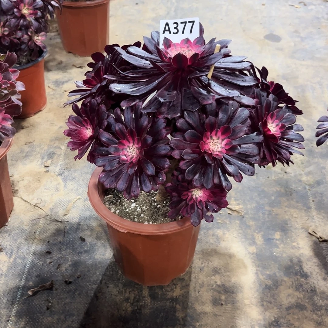 钱***多多肉植物黑天鹅377多肉