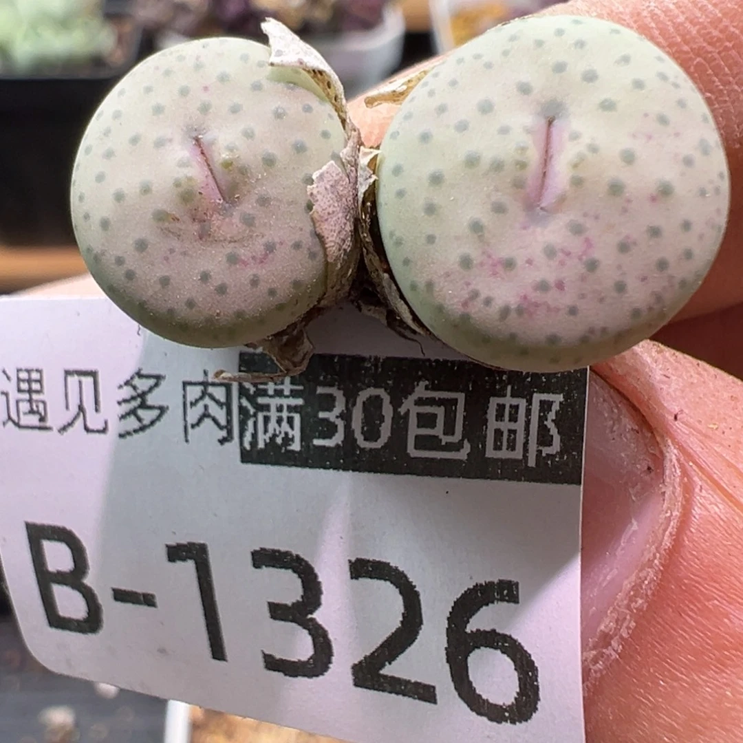 多肉植物1111111111111
