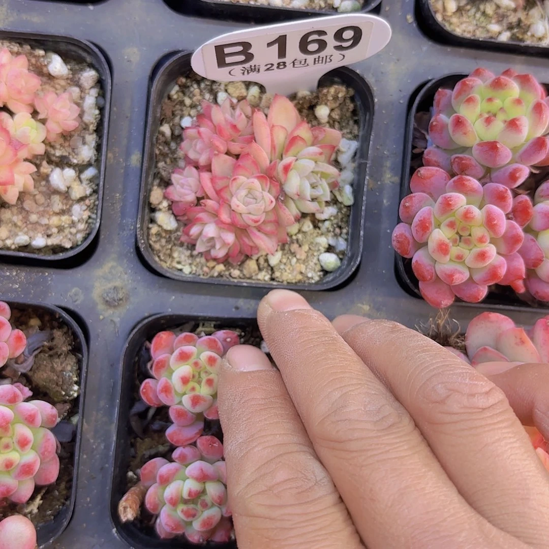 B169女王麦秆一物一拍