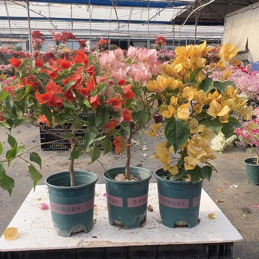 大部分花苞少量开放红桑巴，暗斑丽人，金色光辉组合