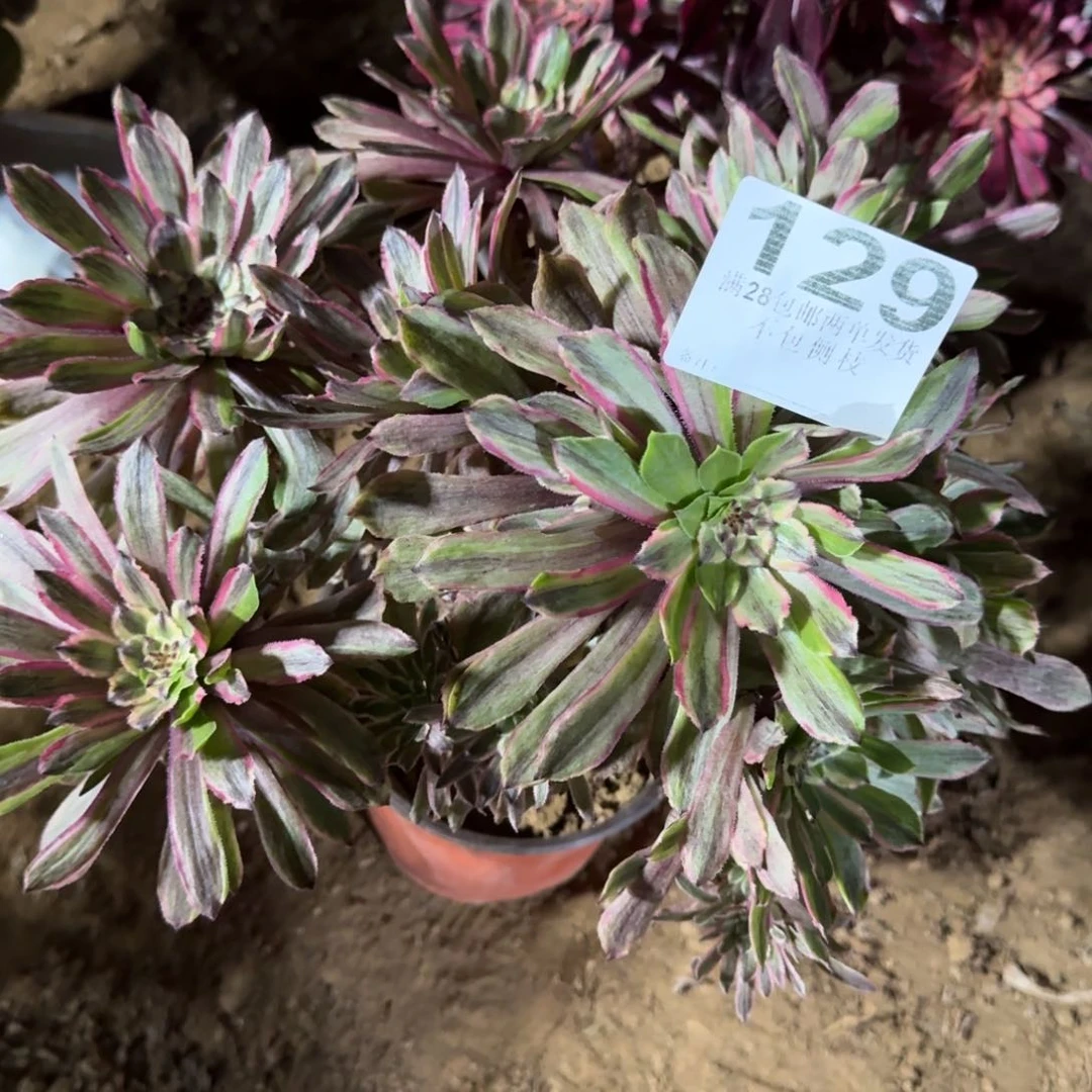 谓*129号粉黛清棚不包损