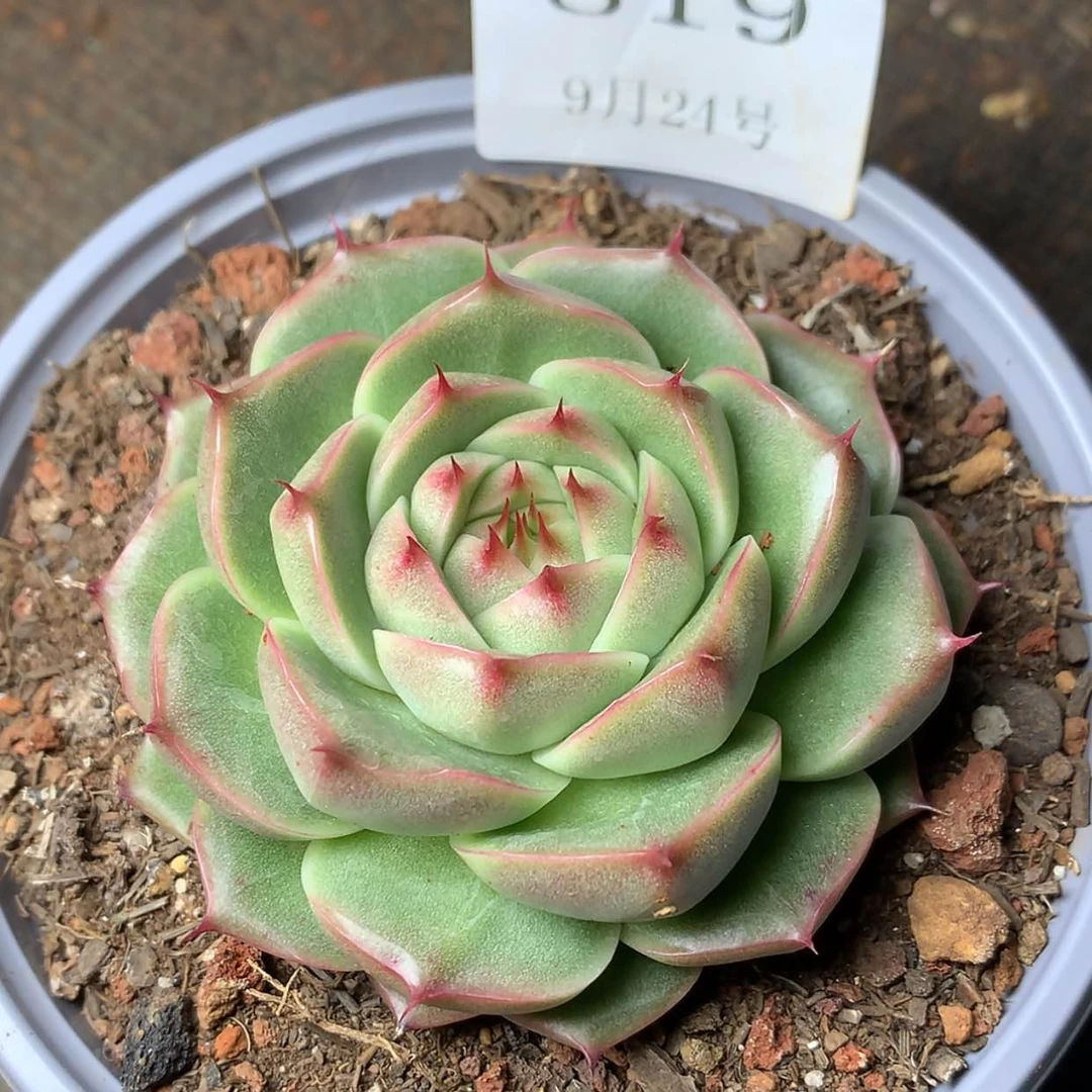 【闪购商品】云819号麦秆