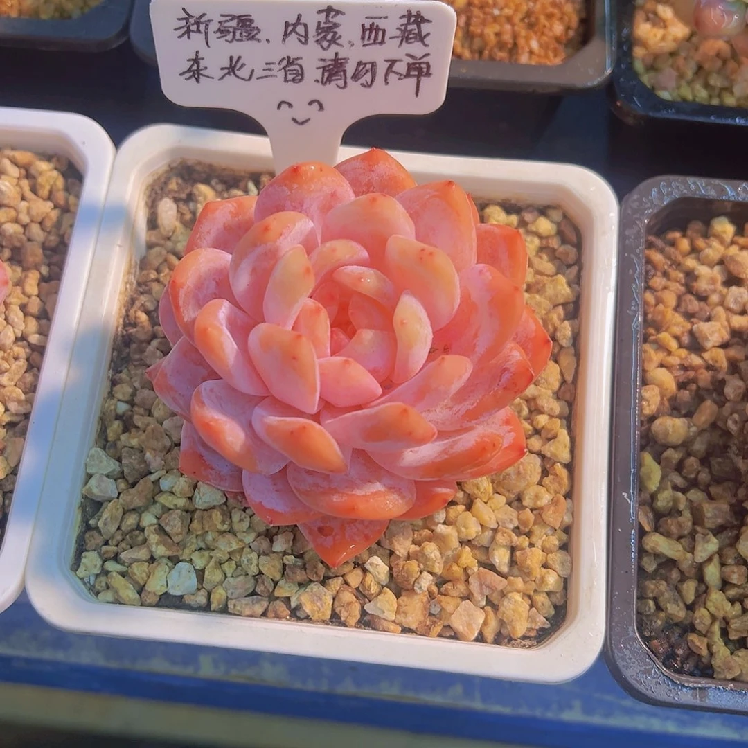 韩橙.带盆发货……