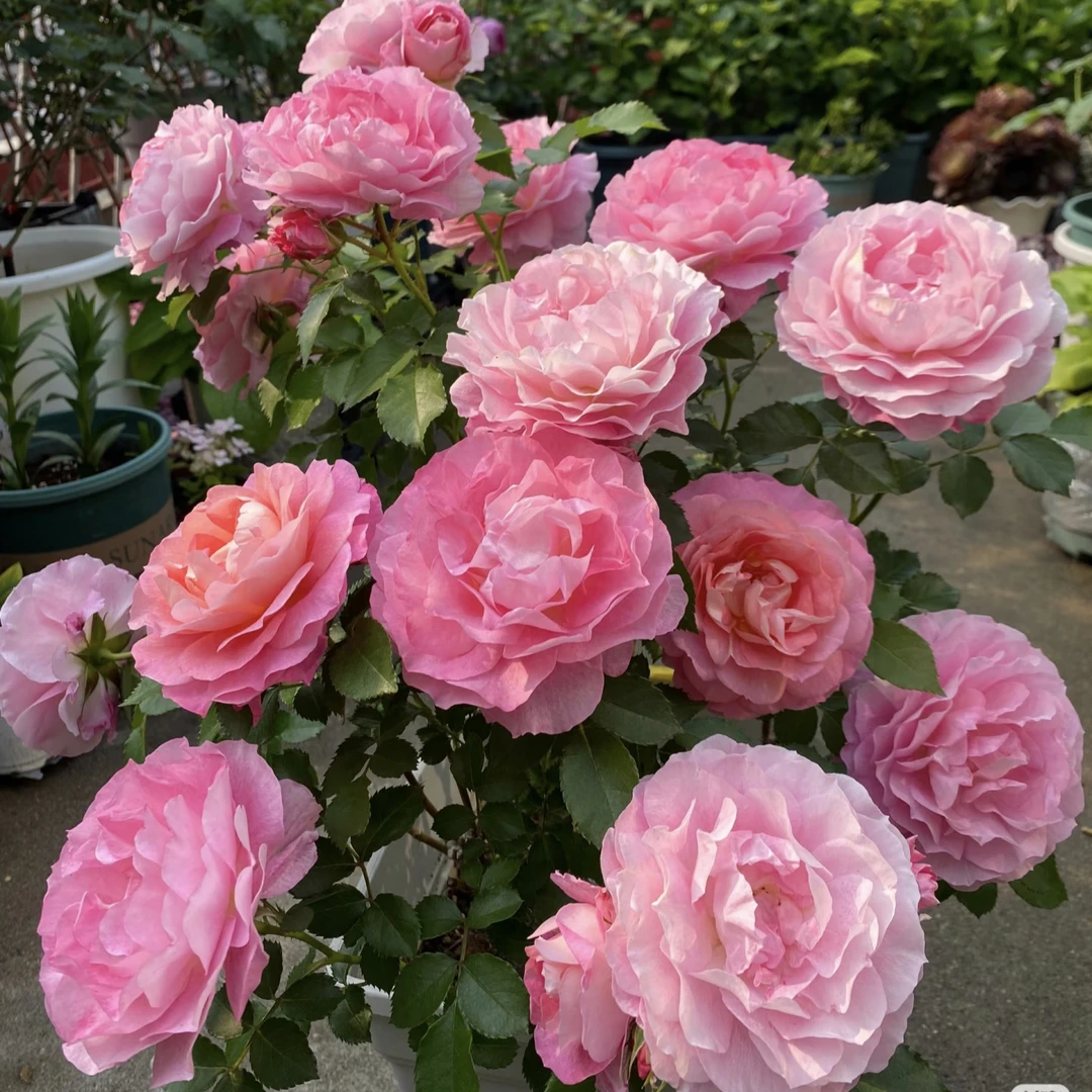 【海神王  独颗】扦插百变女王好养护抗病性强花卉绿植盆栽月季