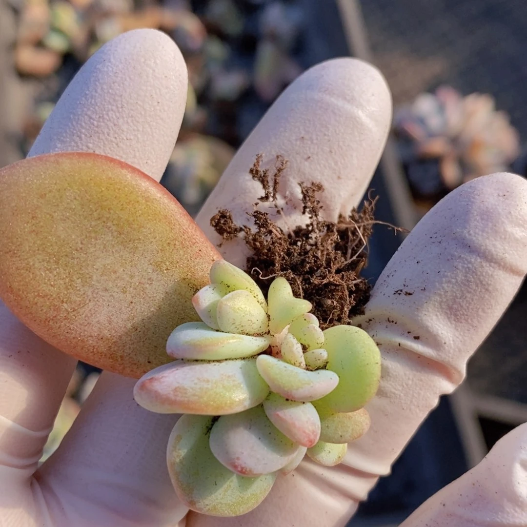 奶茶3头10颗，有根。