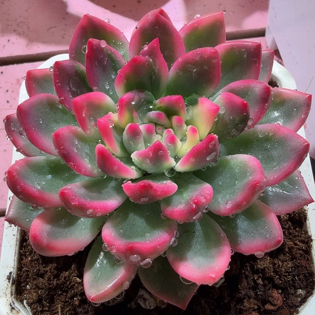 拉菲锦，多肉植物。