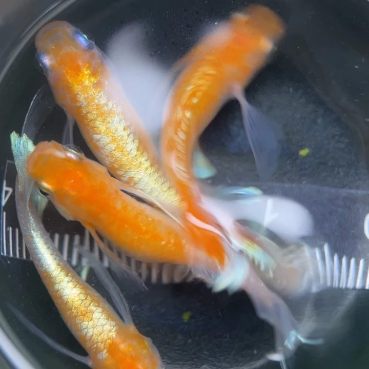 海水鱼真长鳍27号