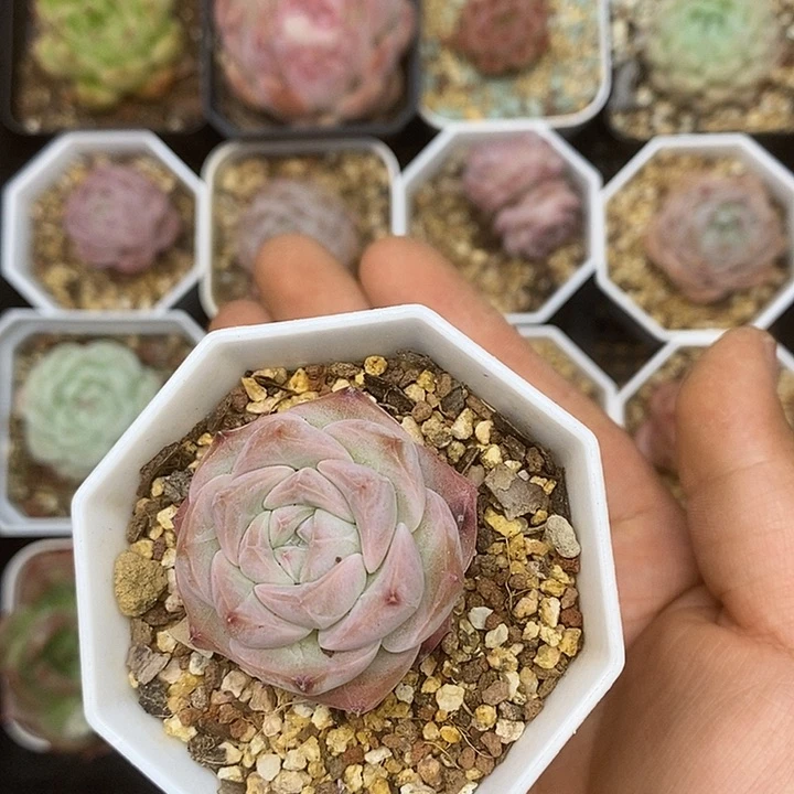 一物一拍满十元包邮141
