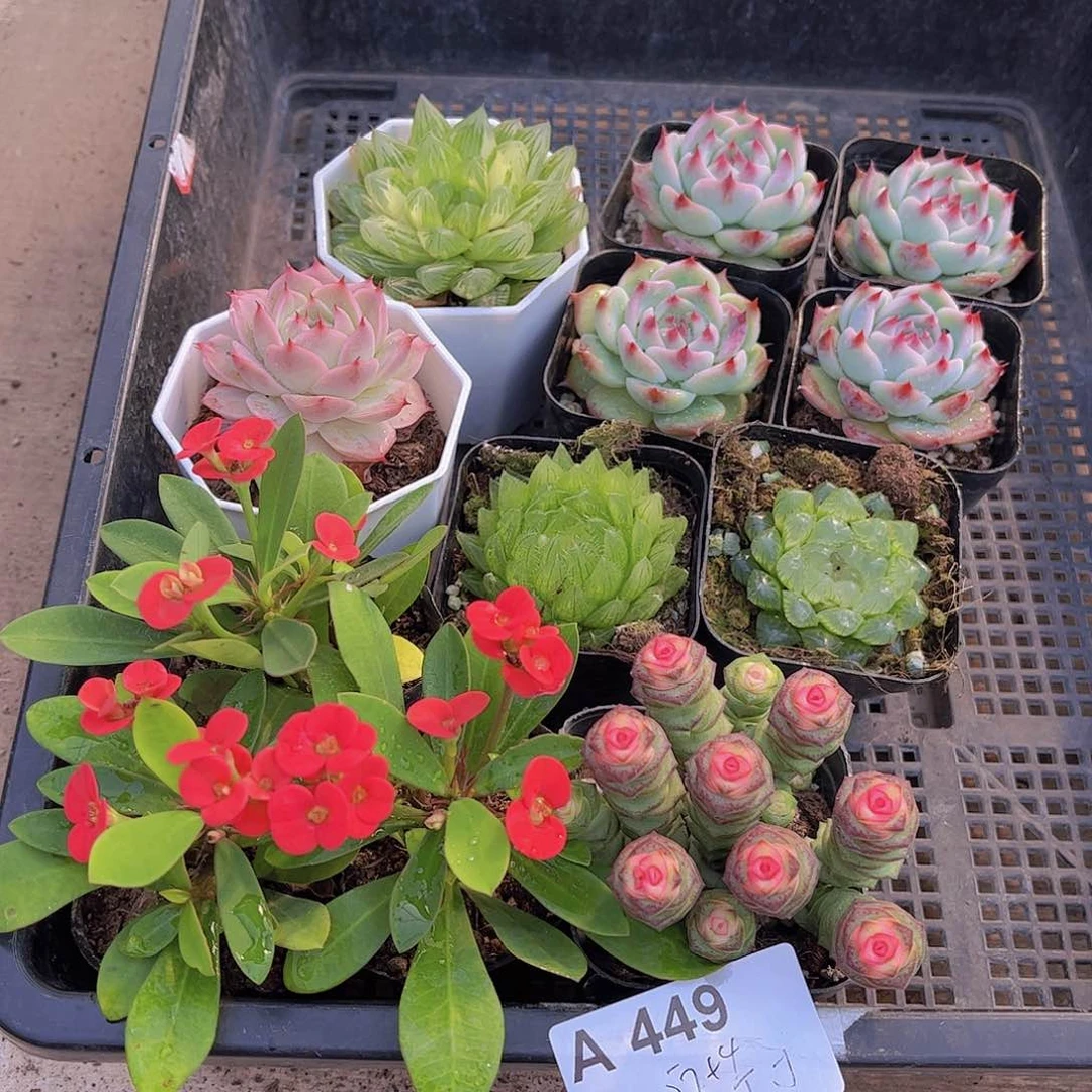 多肉449多肉植物