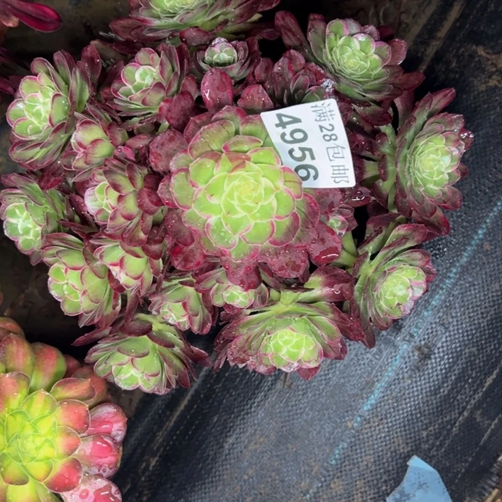 4956水晶莲花多肉植物