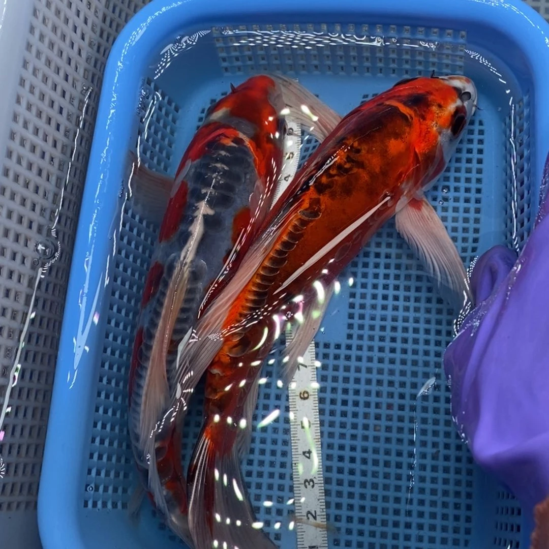 锦鲤冷水锦鲤包邮