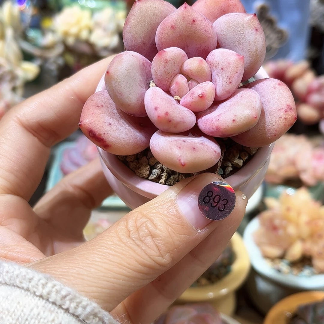 893 多肉含盆土 30元包邮 除偏远