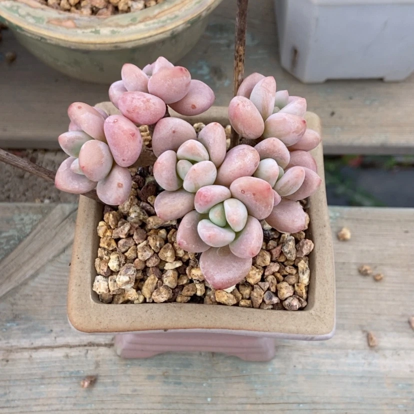 【闪购商品】洛神带盆