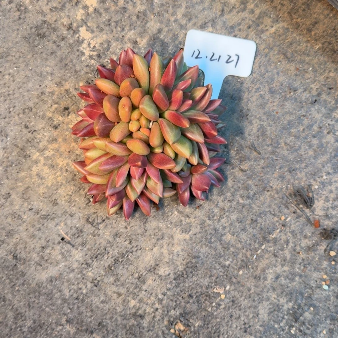 一物一拍迷雾泡泡朵朵缀27