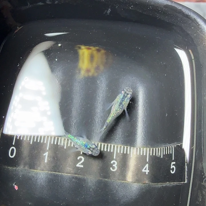 青鳉鱼5号拍品蓝宝石球球