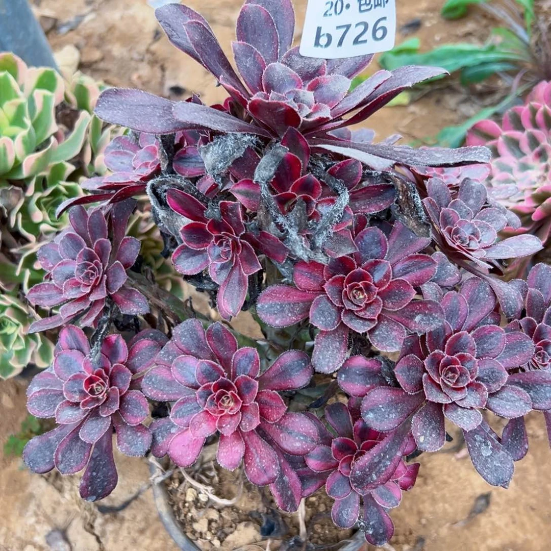 快***活726香奶奶，多肉法师