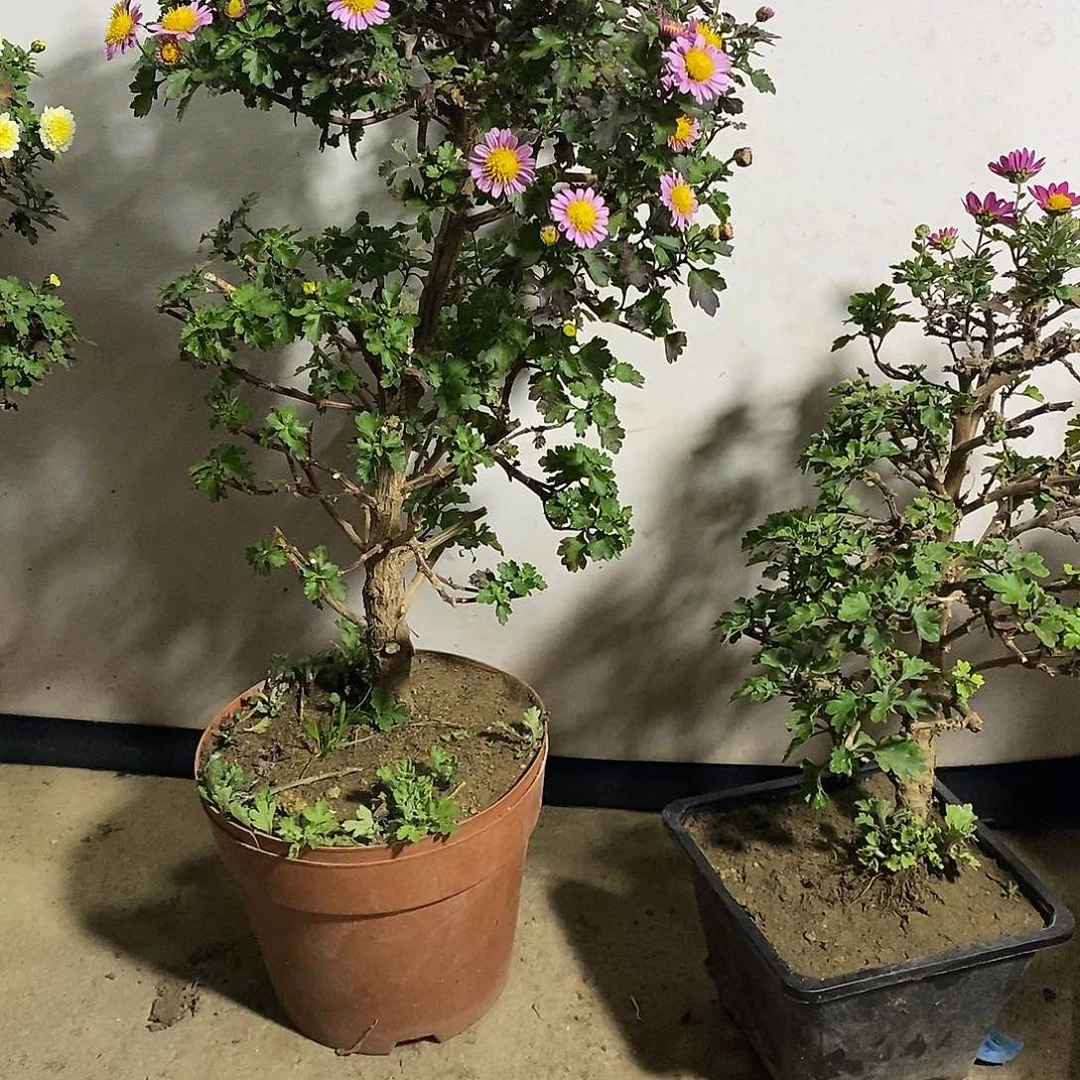 楓***唐完全开放盆景菊花菊花