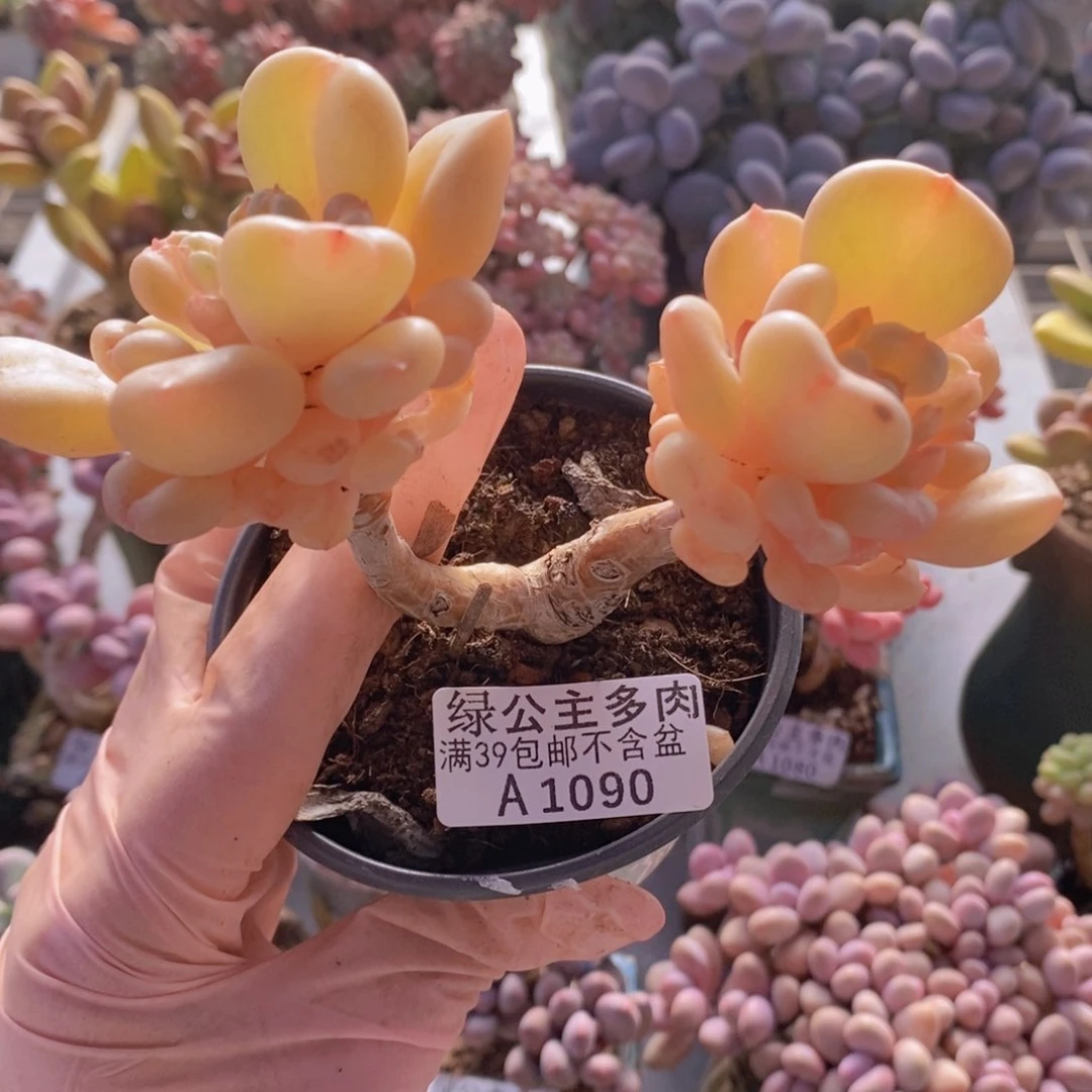 比尔盖茨老桩1090多肉植物