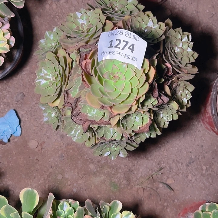 1274桃花石多肉植物