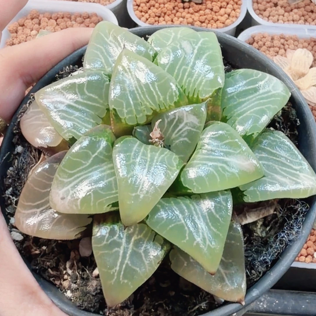 青***耕无花朵十二卷月影福利
